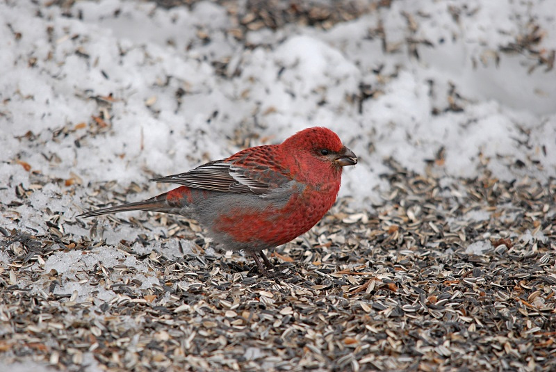 Pine Grosbeak - Finland