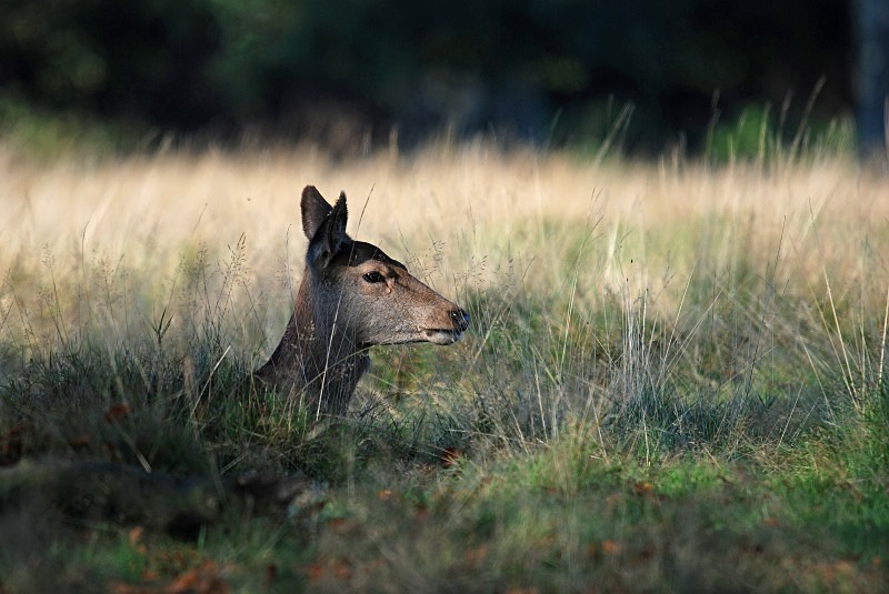 Red Deer - Red Deer