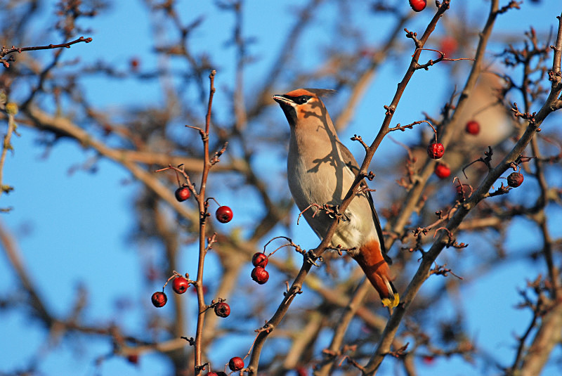 Waxwing - Waxwings