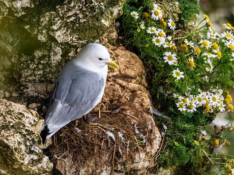 Kittiwake - Latest photos