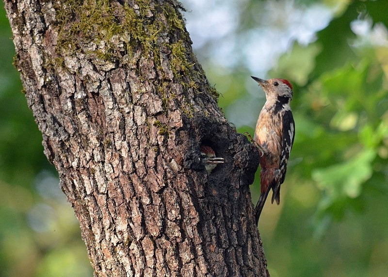 Middle Spotted Woodpecker