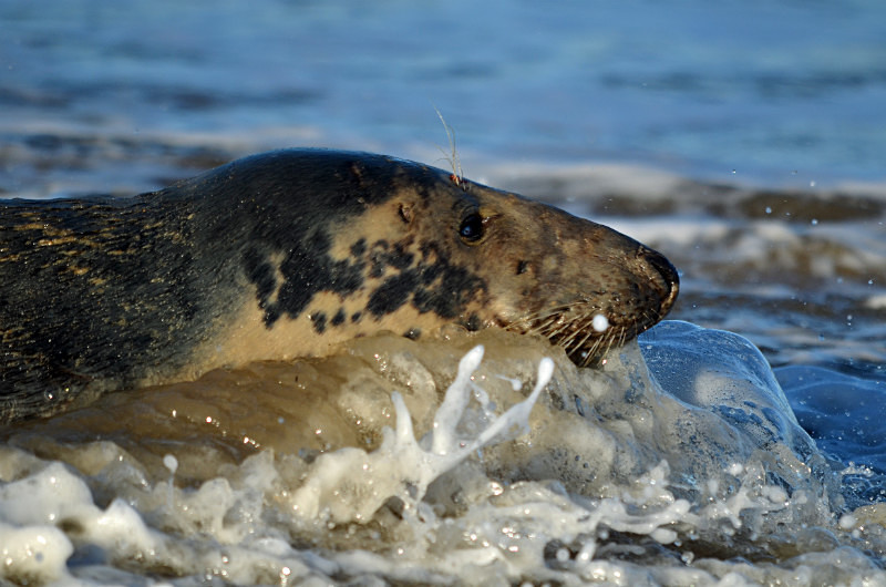 Atlantic Grey Seal - Atlantic Grey Seals