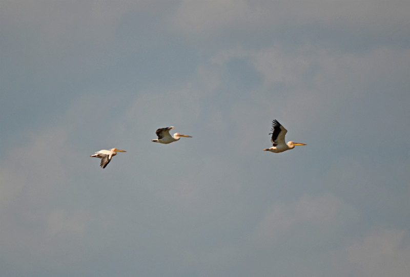 White Pelicans - East Macedonia and Thrace