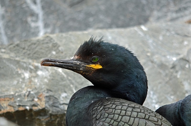 Shag - North Norway