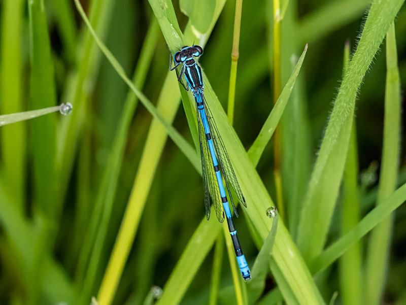 Azure Damselfly - Latest photos