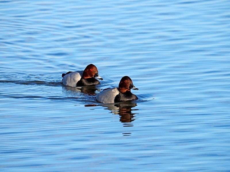 Common Pochards - Diving ducks