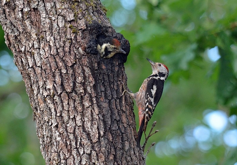 Middle Spotted Woodpeckers - Bulgaria
