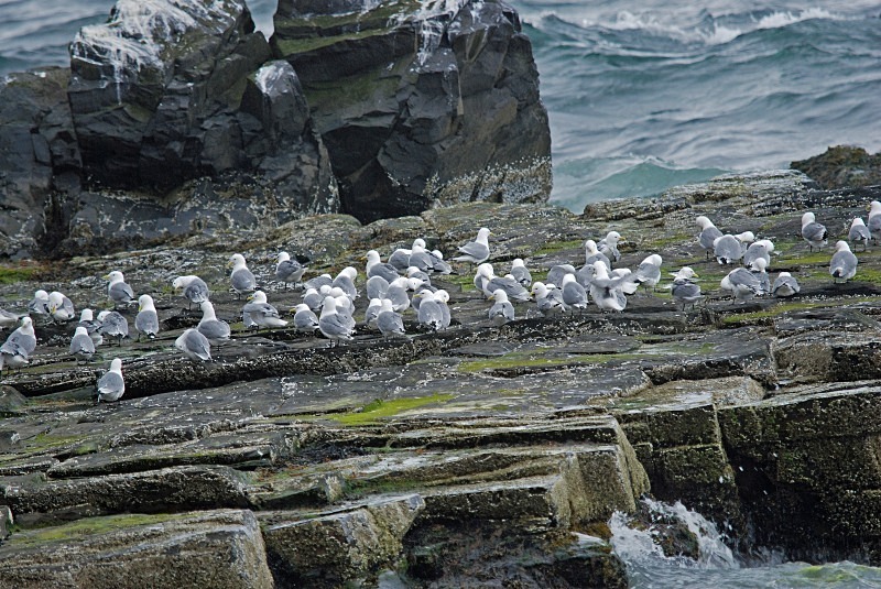 Kittiwakes - North Finland and north Norway - May and June 2009