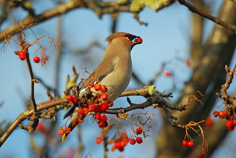 Waxwing - Waxwings