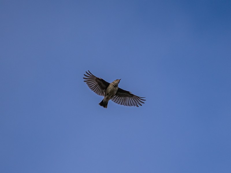 Woodlark - Larks