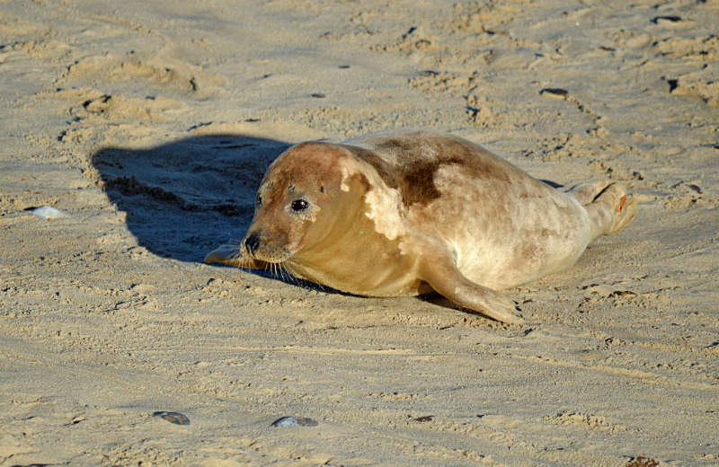 Atlantic Grey Seal - Atlantic Grey Seals