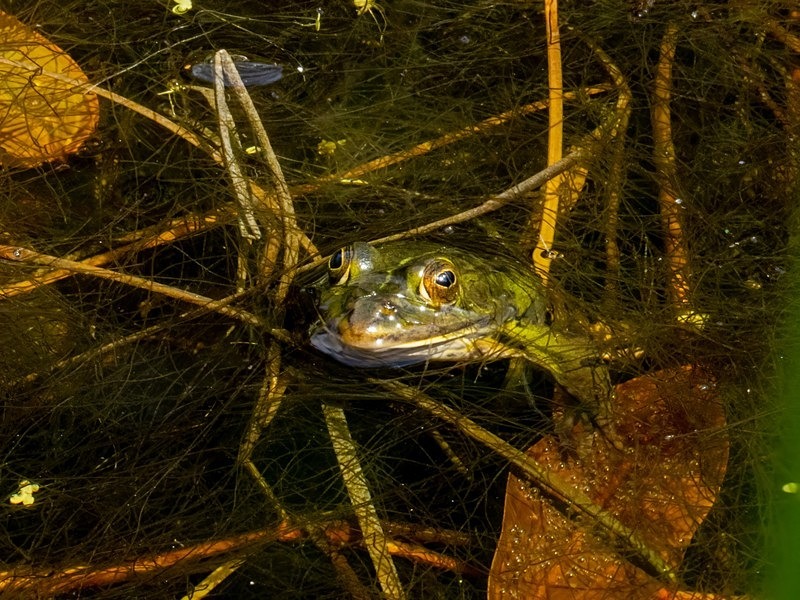 Edible Frog - Frogs and toads