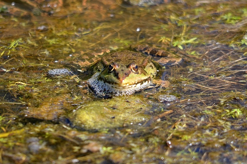 Marsh Frog - Frogs and toads