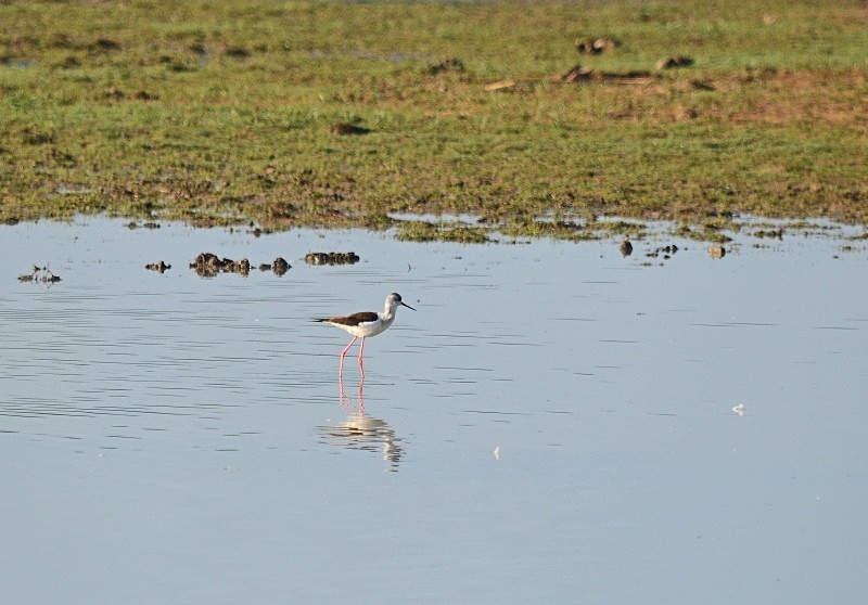 Black-winged Stilt - South and west Spain - April and May 2012