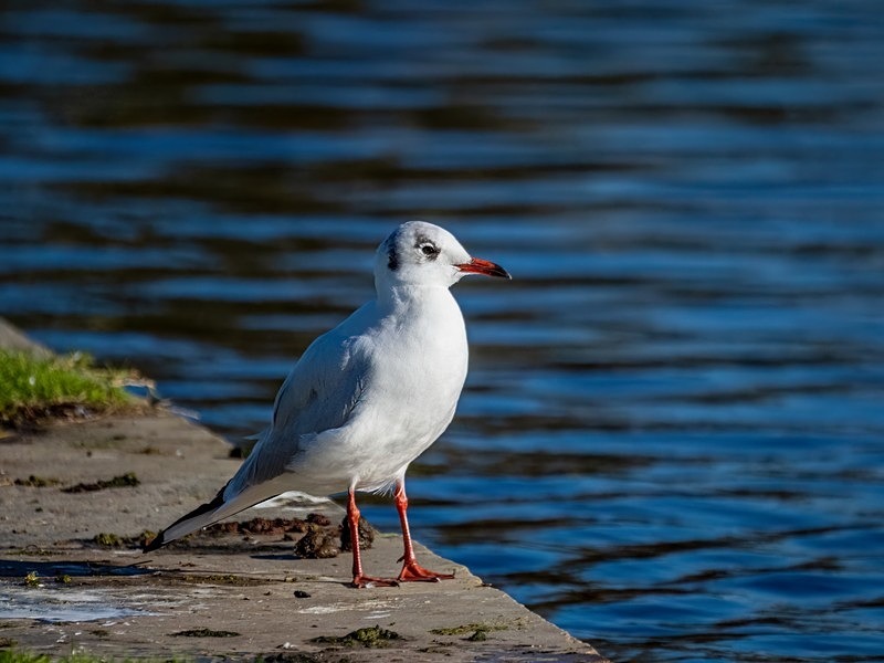 Black-headed Gull - Gulls