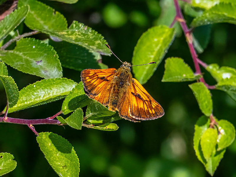 Large Skipper - Latest photos