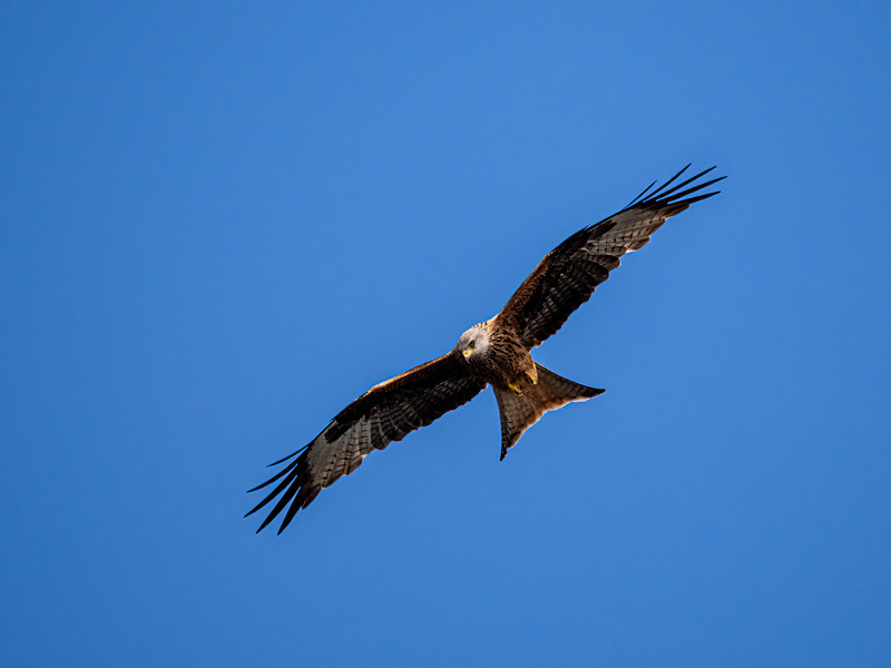 Red Kite - Latest photos