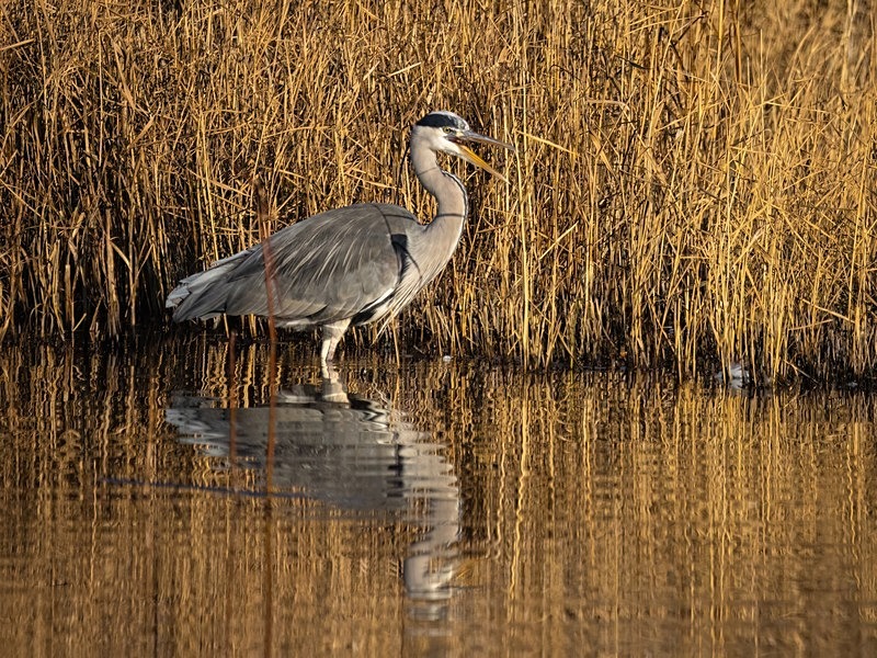 Grey Heron - Herons and egrets