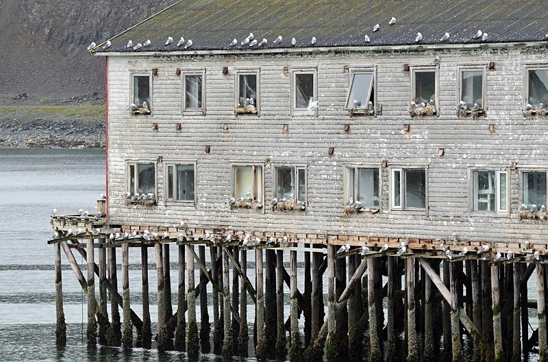 Kittiwakes - North Norway