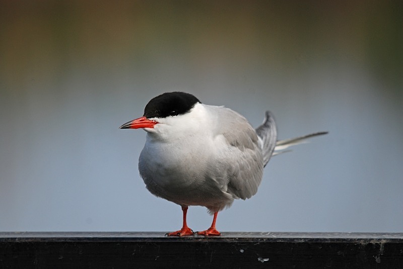 Common Tern - North Finland and north Norway - May and June 2009