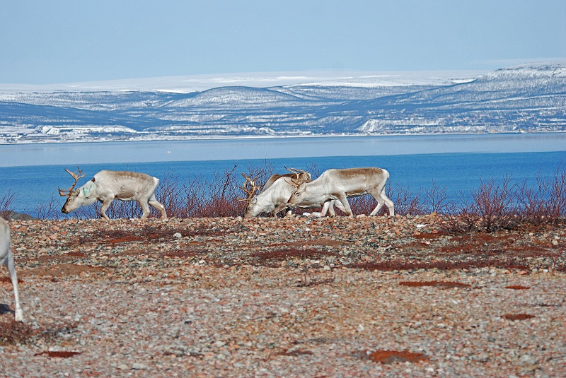 Reindeer - Norway