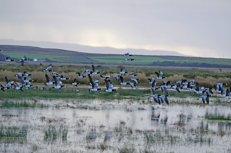 Barnacle Geese - Black geese