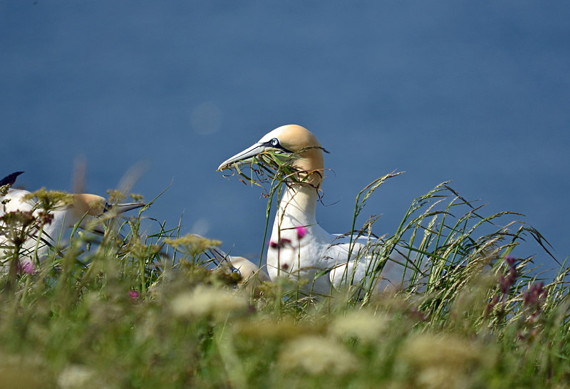 Gannet - Gannets