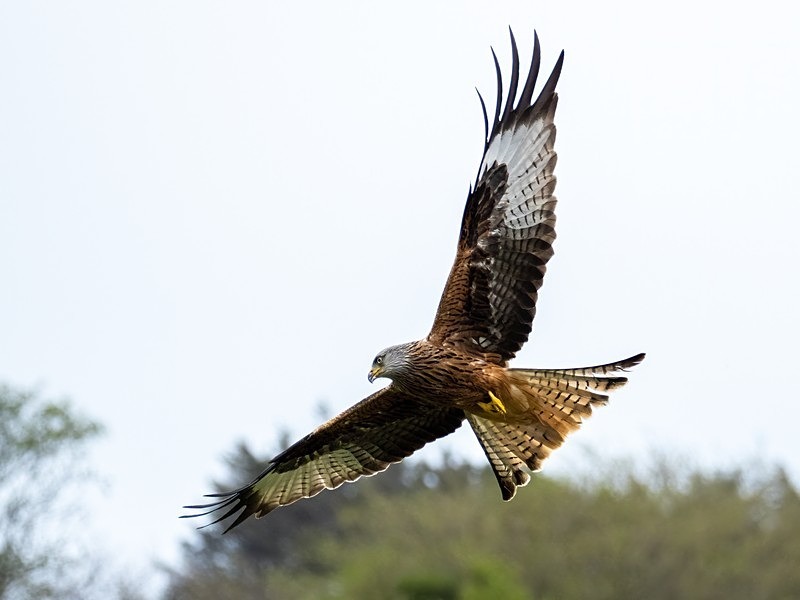 Red Kite - Birds of prey