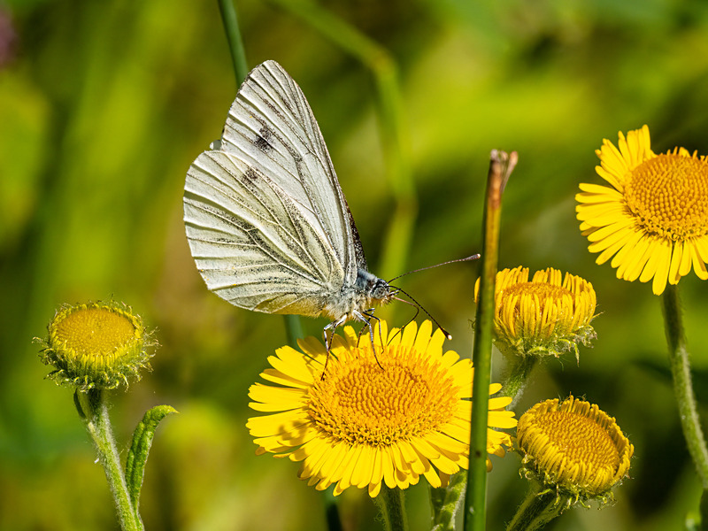 Green-veined White - Latest photos