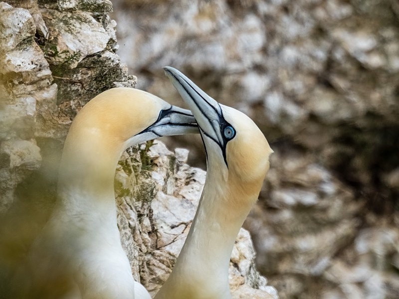 Gannets - Gannets
