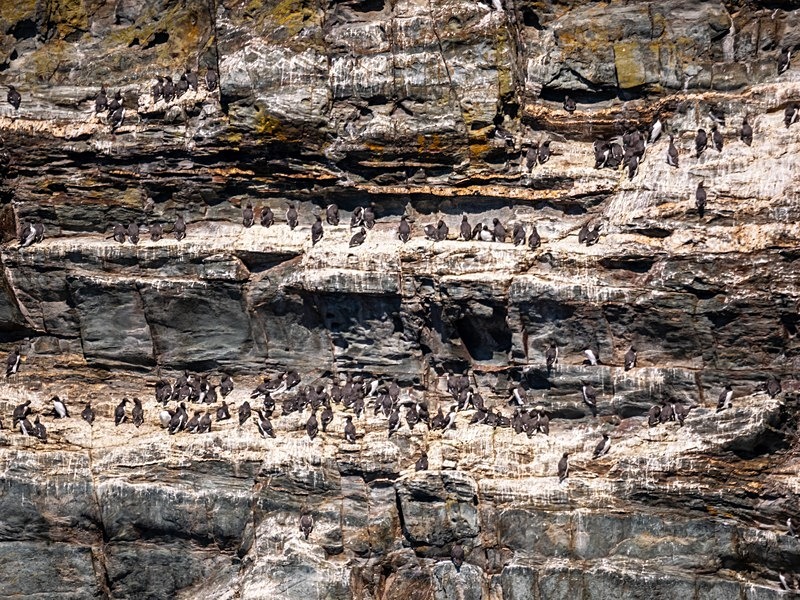 Common Guillemots - Auks