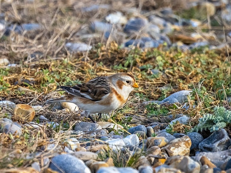 Snow Bunting - Buntings