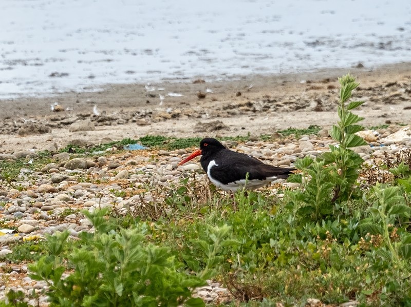 Oystercatcher - Oystercatchers