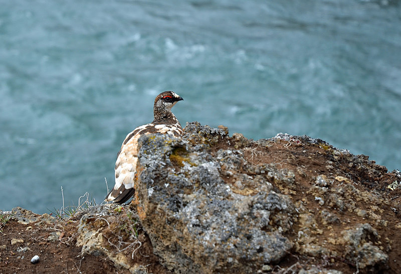 Ptarmigan - North east Iceland