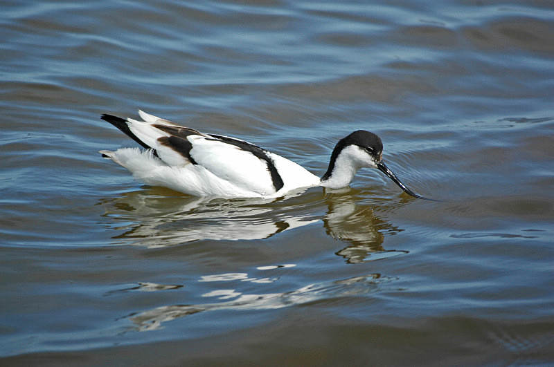 Avocet - Avocets and stilts