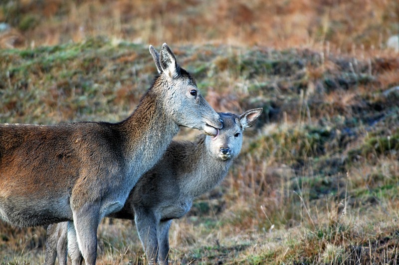 Red Deer - Red Deer