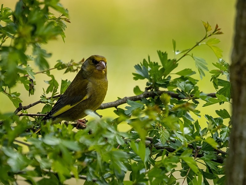 Greenfinch - Finches