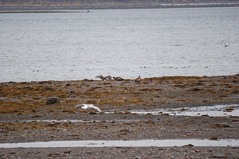 White-tailed Eagle - North Finland and north Norway - May and June 2009