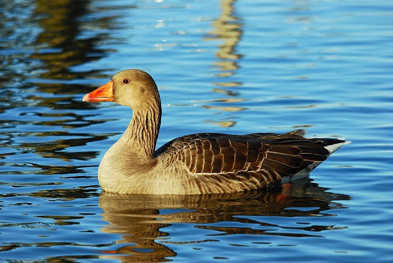 Greylag Goose - Grey geese
