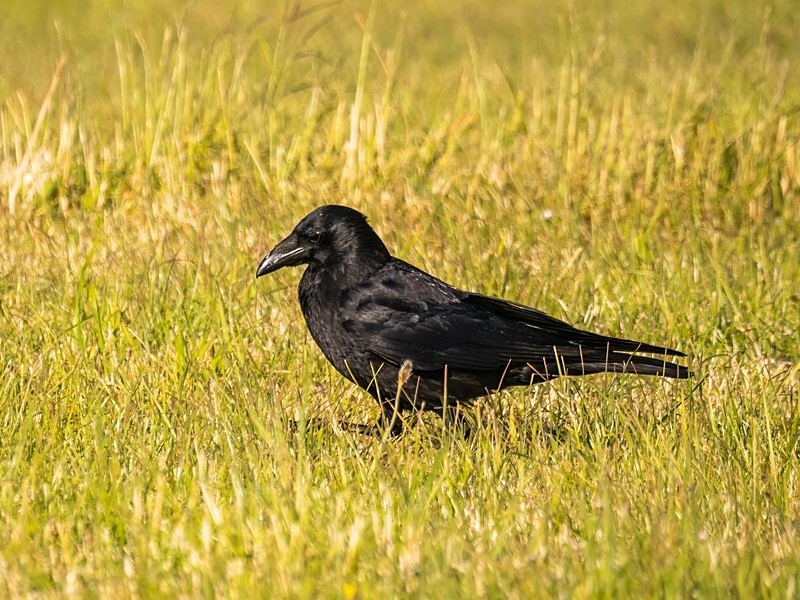 Carrion Crow - Crows