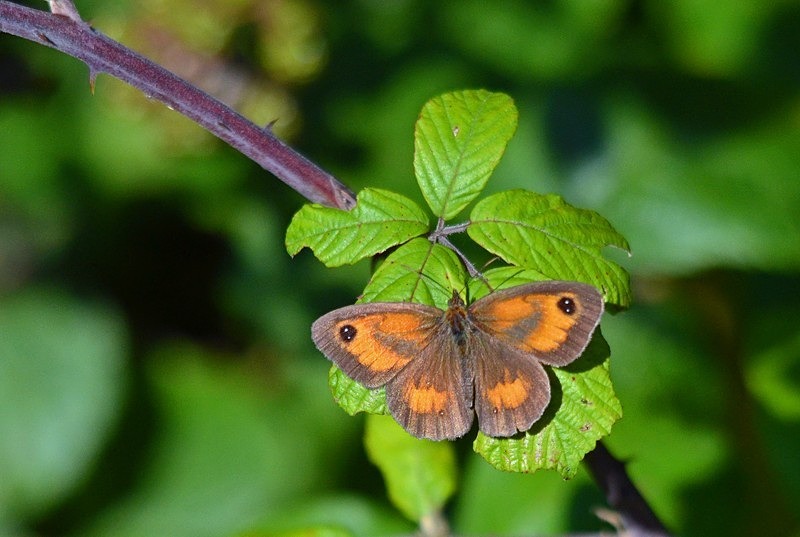 Gatekeeper - Butterflies