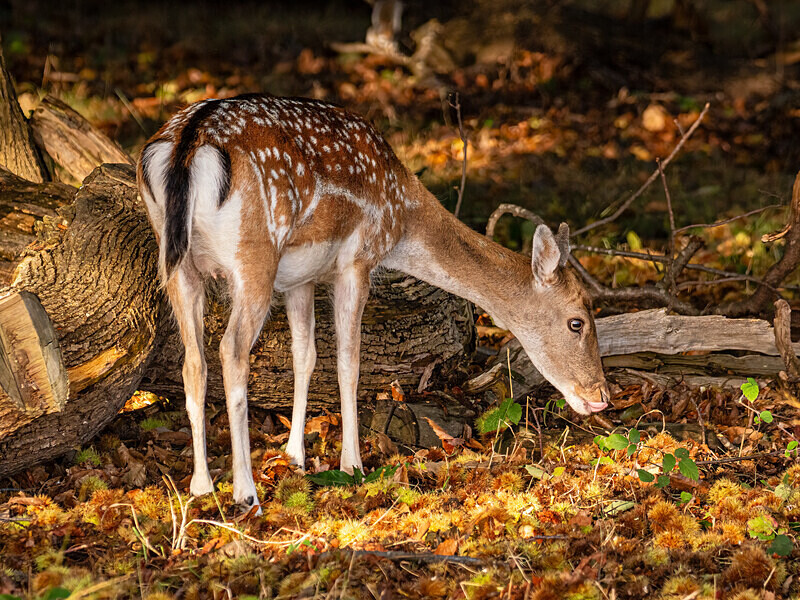 Fallow Deer - Latest photos