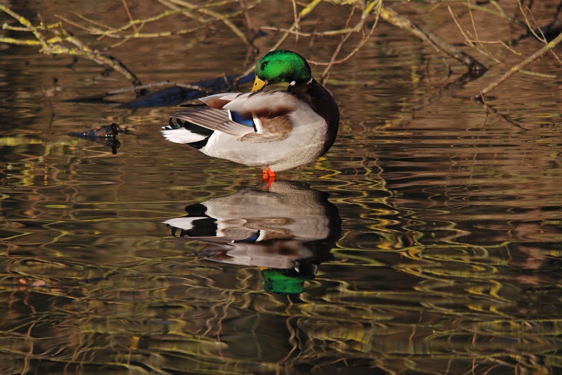 Mallard - Dabbling ducks
