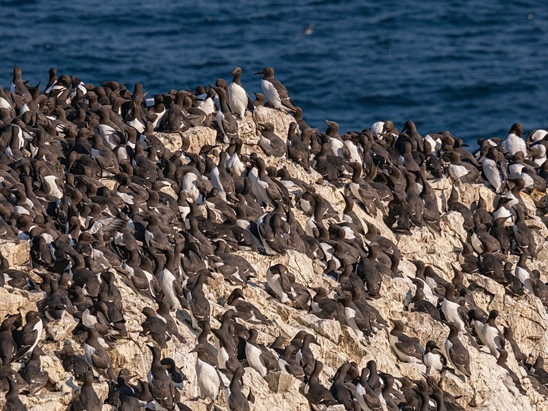 Common Guillemots - Auks