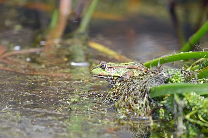 Marsh Frog - Frogs and toads