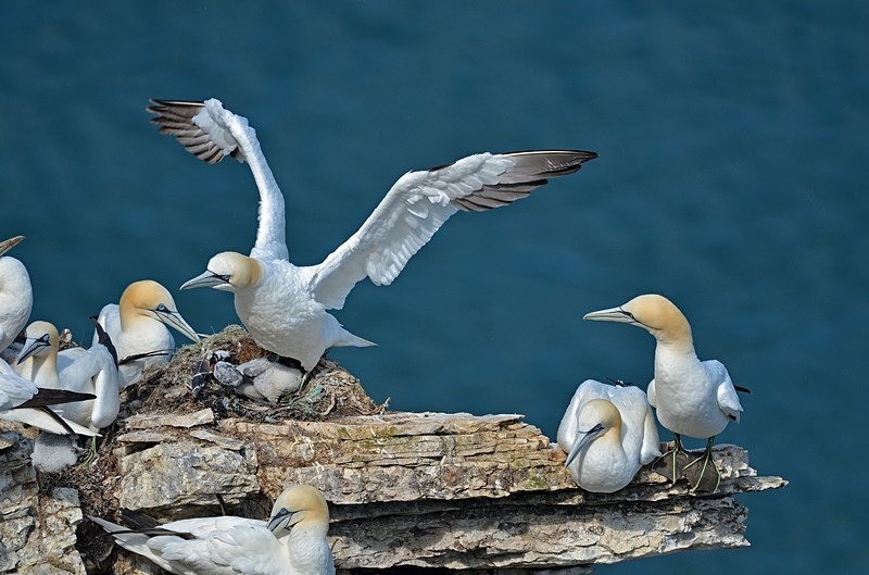 Gannets - Gannets