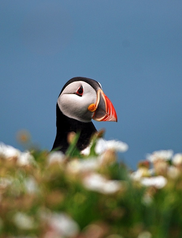Puffin - Puffins