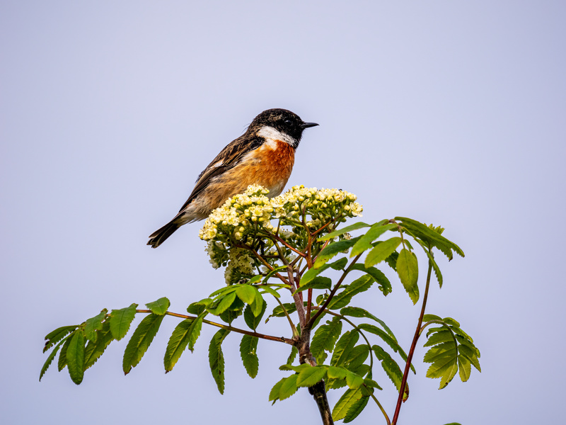 Stonechat - Latest photos
