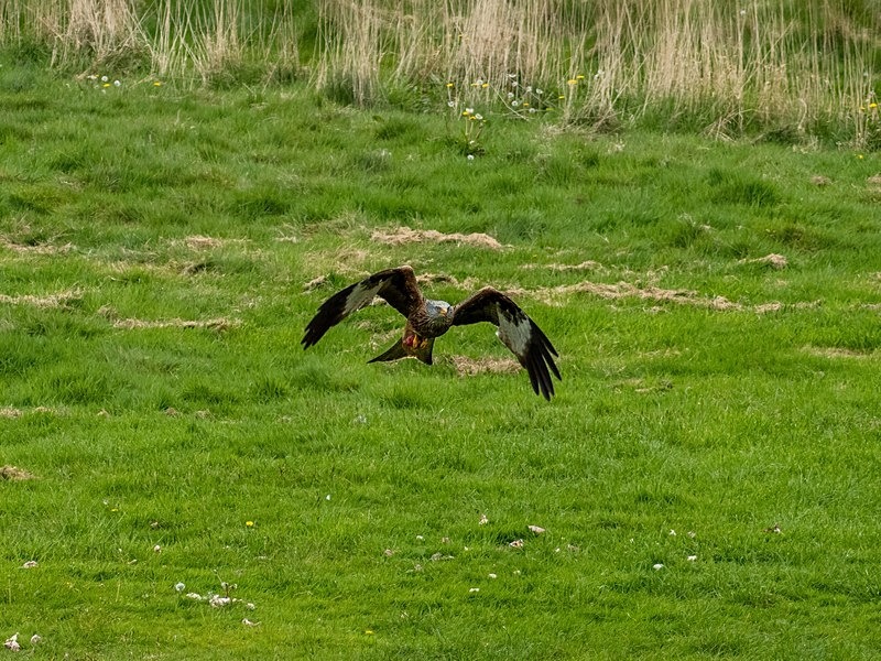 Red Kite - Birds of prey