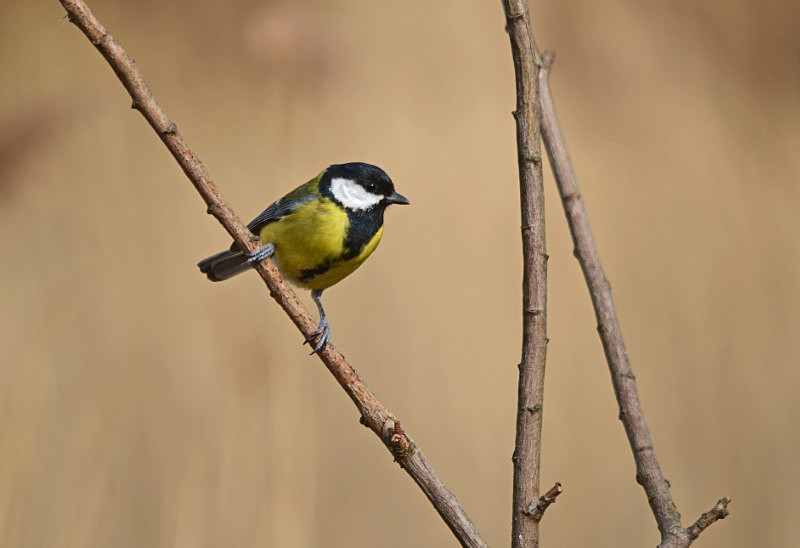 Great Tit - Tits
